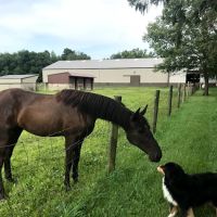 Lewis Veterinary Services LLC ico