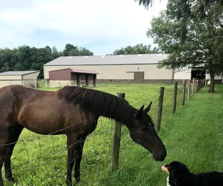 Lewis Veterinary Services LLC