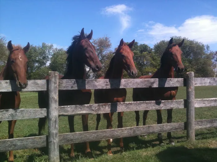 Lewis Veterinary Services LLC Picture 2