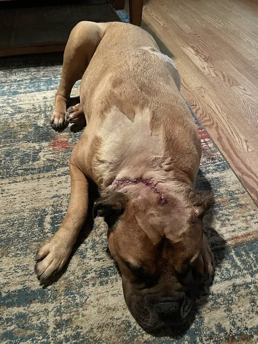 Virgil Veterinary Clinic Picture 1