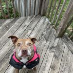 Cortland Animal Hospital