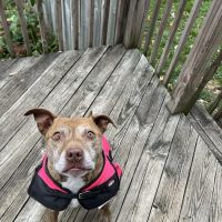 Cortland Animal Hospital ico