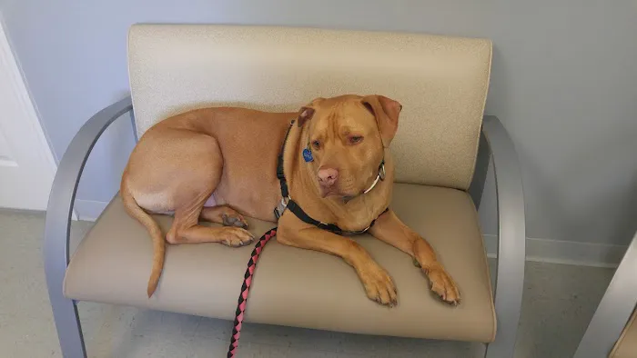 Cortland Animal Hospital Picture 8