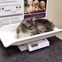 Campton Animal Clinic ico