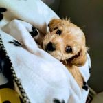 Wauconda Animal Hospital