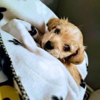 Wauconda Animal Hospital ico