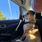 Cary Grove Animal Hospital