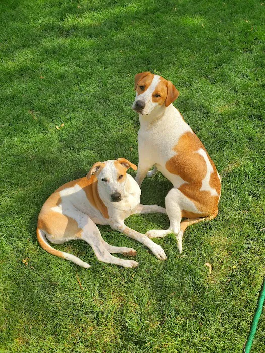 Cary Grove Animal Hospital Picture 6