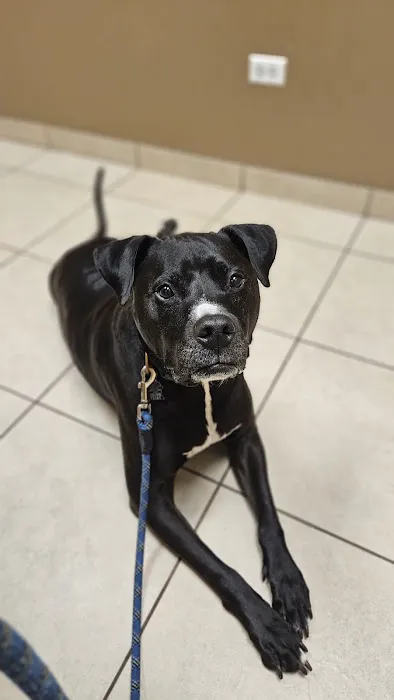 Cary Grove Animal Hospital Picture 4