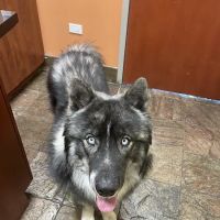 Animal Doctor Ltd: Garr Tammy DVM ico