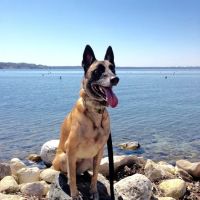 The Animal Doctor, Ltd ico
