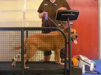 The Animal Doctor, Ltd Picture 6