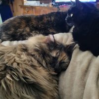 Northern Illinois Animal & Bird Hospital ico