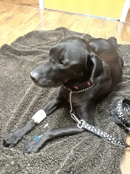 Companion Animal Specialty & Emergency Hospital Picture 9