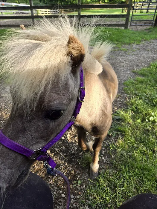 Chicago Equine Medical Center Picture 1