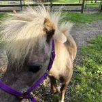 Chicago Equine Medical Center