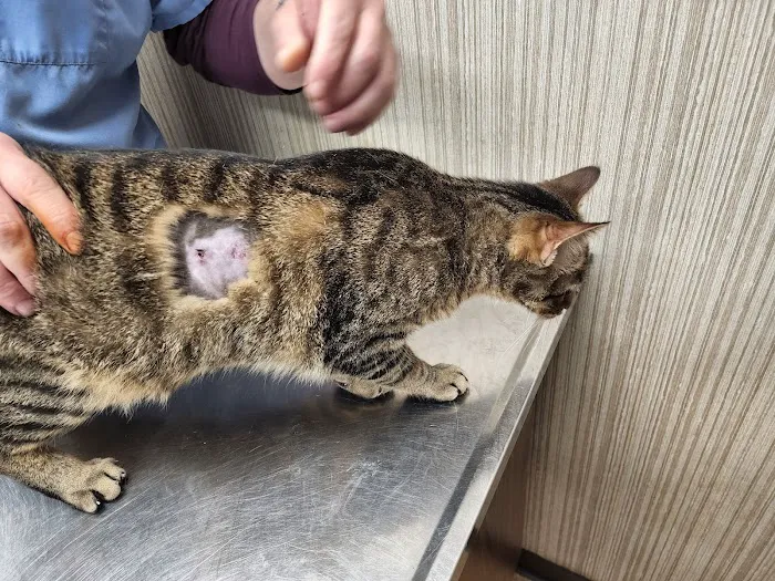 Island Lake Veterinary Clinic Picture 4
