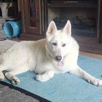 Winding Creek Animal Hospital ico