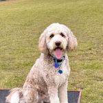 Healthy Paws Animal Hospital