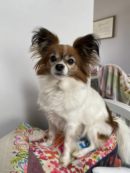 Healthy Paws Animal Hospital Picture 3