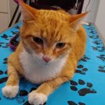 Fox Valley Animal Hospital