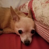 Huntley Veterinary Hospital ico