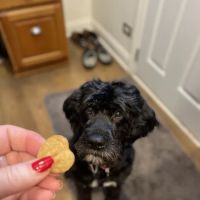 Libertyville Animal Hospital ico