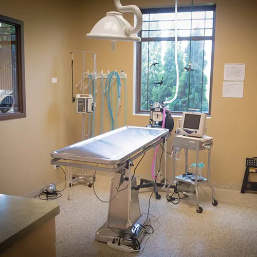 GreenTree Animal Hospital Picture 4