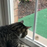 GreenTree Animal Hospital ico