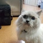Knollwood Animal Hospital
