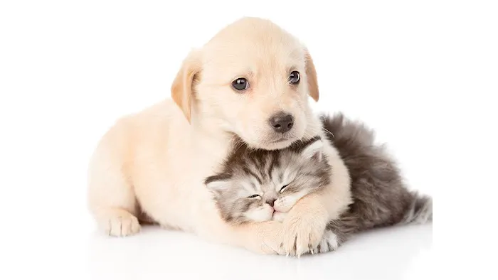 Knollwood Animal Hospital Picture 9