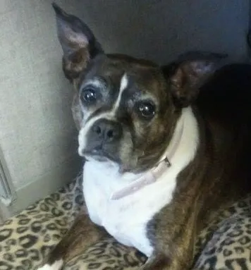 Knollwood Animal Hospital Picture 7