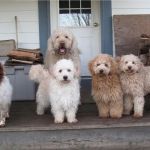 Keepers Animal Clinic