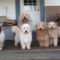 Keepers Animal Clinic ico