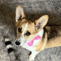 Deschutes Animal Clinic ico