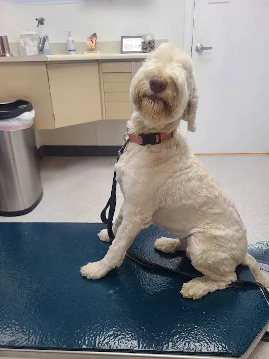 Deschutes Animal Clinic Picture 5