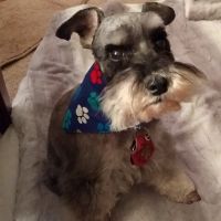 Tumwater Veterinary Hospital ico