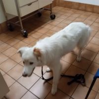 Ford's Prairie Animal Clinic ico