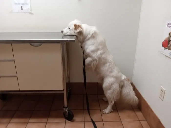 Ford's Prairie Animal Clinic Picture 2