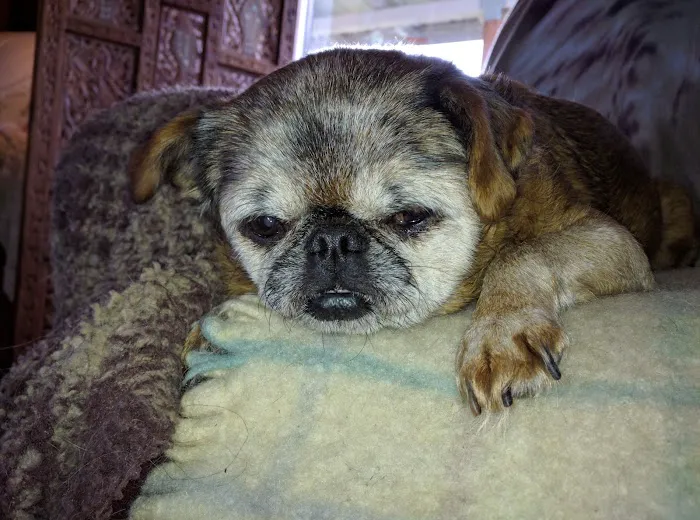Ford's Prairie Animal Clinic Picture 7