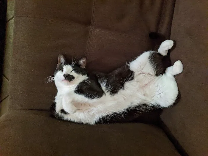 Our Pet's Vet Picture 2