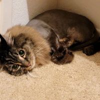 Our Pet's Vet ico