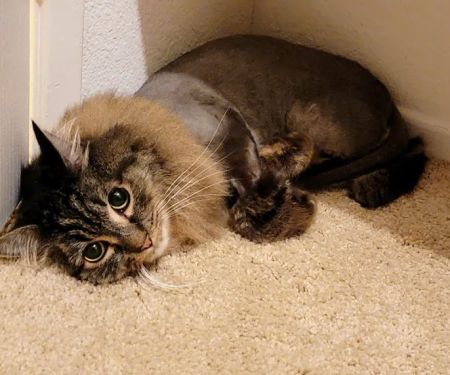 Our Pet's Vet