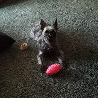 Jeronimo Pet Clinic ico