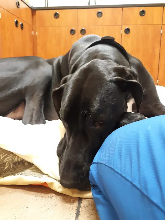 Jeronimo Pet Clinic Picture 4