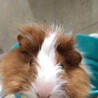 Serrano Animal & Bird Hospital ico