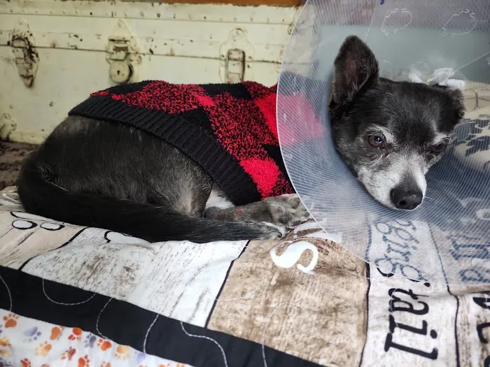 Serrano Animal & Bird Hospital Picture 10