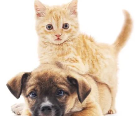Baker Ranch Animal Hospital