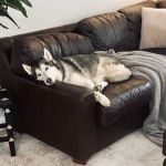 Plaza Pet Hospital