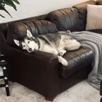 Plaza Pet Hospital ico